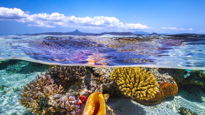 Leben im flachen Wasser, Insel Mayotte