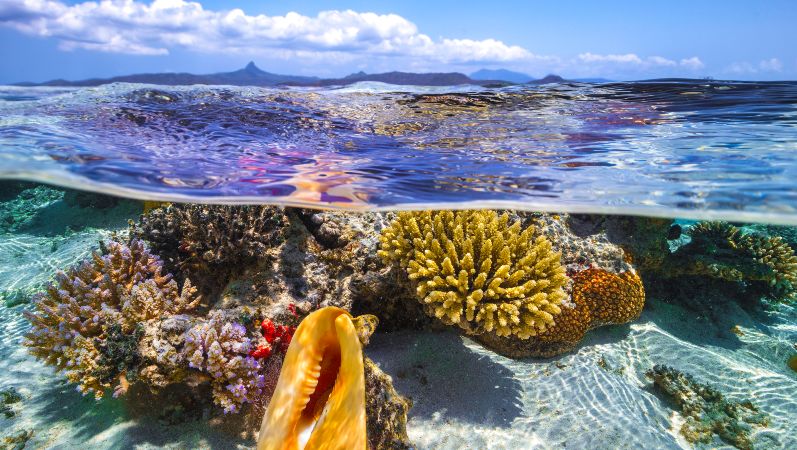 Life in shallow water, Mayotte Island